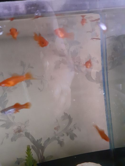 Продам аквариумных рыбок.