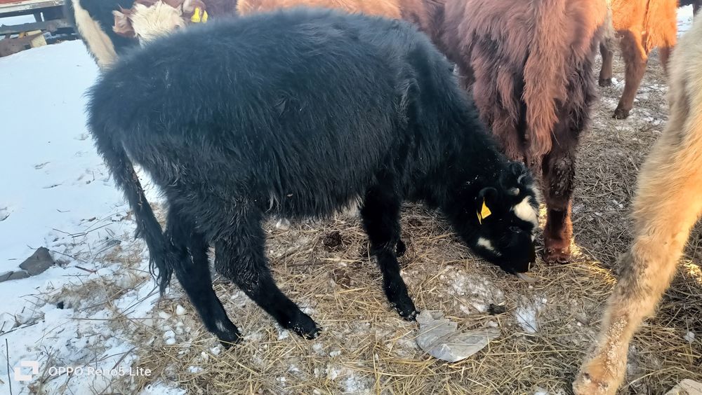 Баспак сатамын ұрғашы