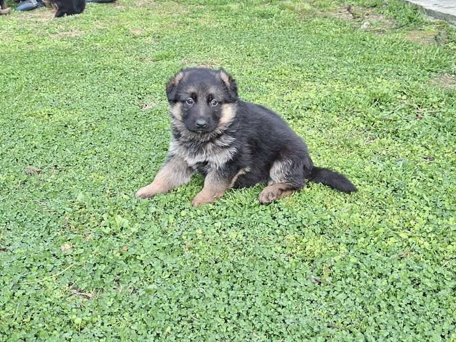 Малки немски овчарки