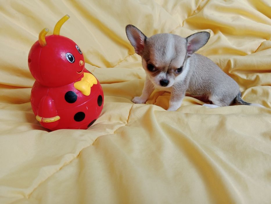 Щенки Чихуахуа мальчики.