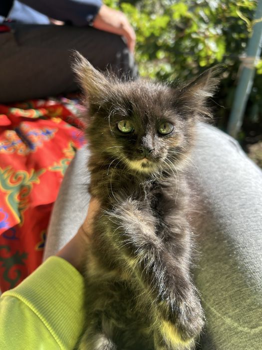 Кошечка девочка 2 месяца мышеловка