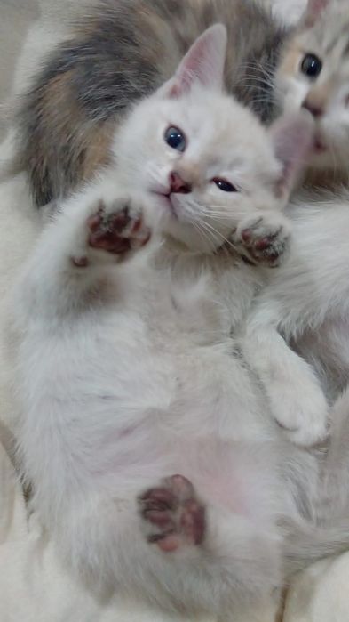 Ищем добрую семью для малышей