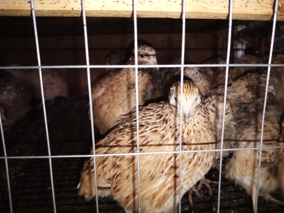 Перепела живые, несушки