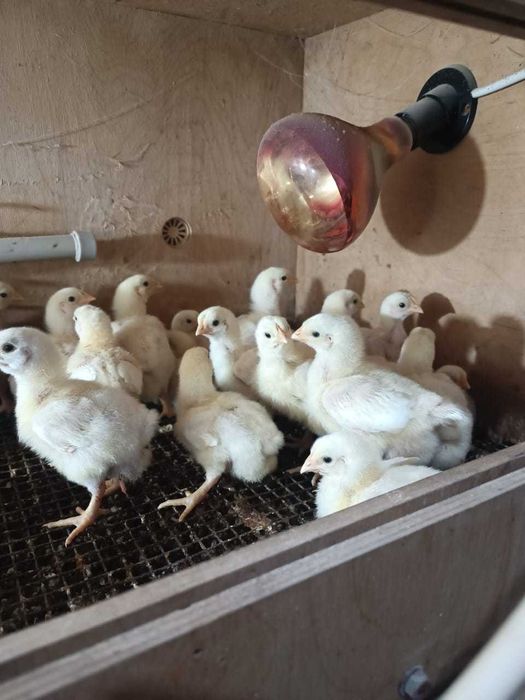 Продам бройлерных цыплят