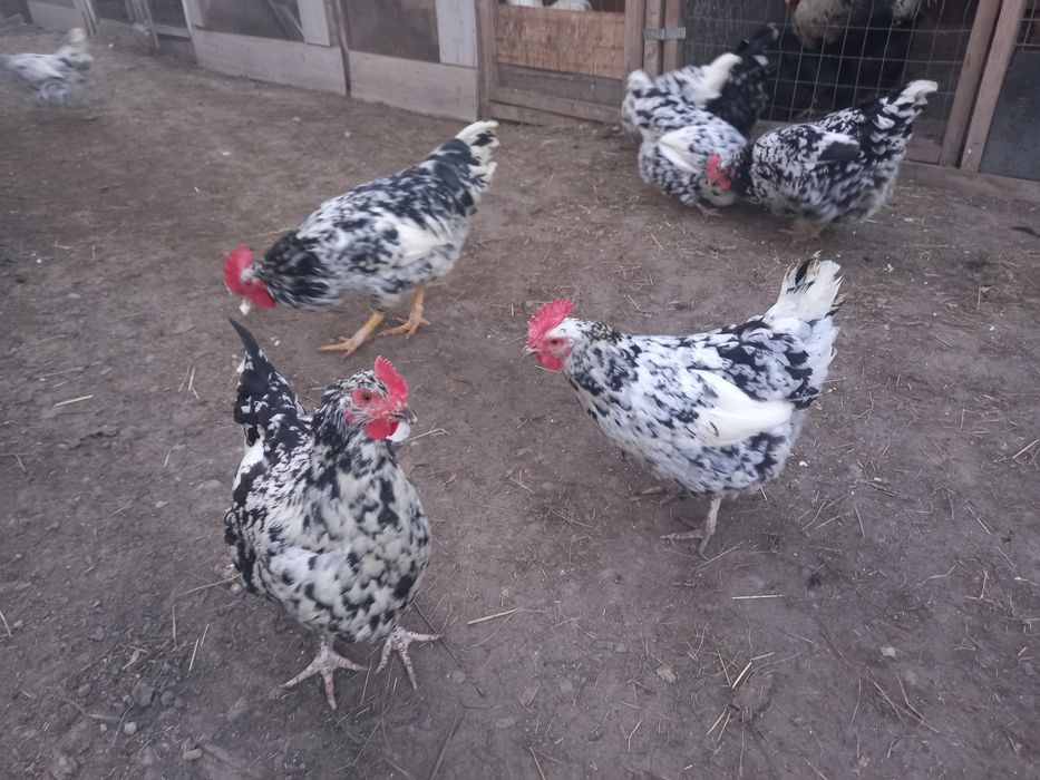 Oua pentru incubat Pita pinta Asturia