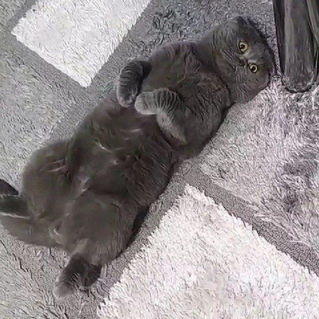 Скоттиш Фолд Вязка