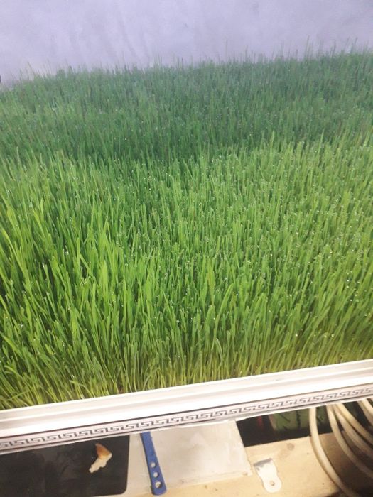 Гидропоника бугдой макка