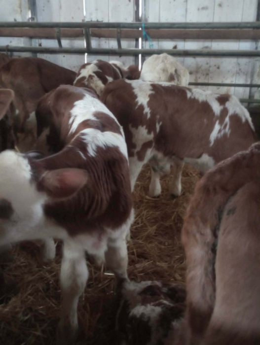 De vânzare vitei și vițele