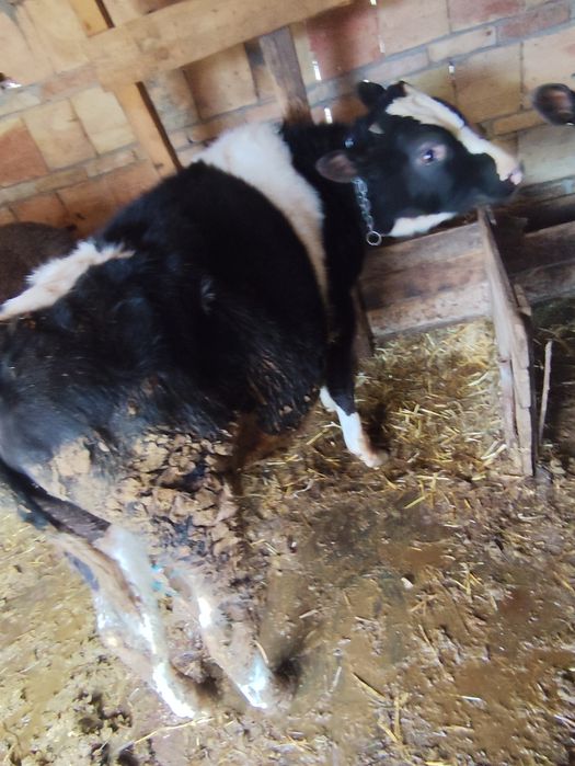 Продават се 2мъжки телета на 8месеца