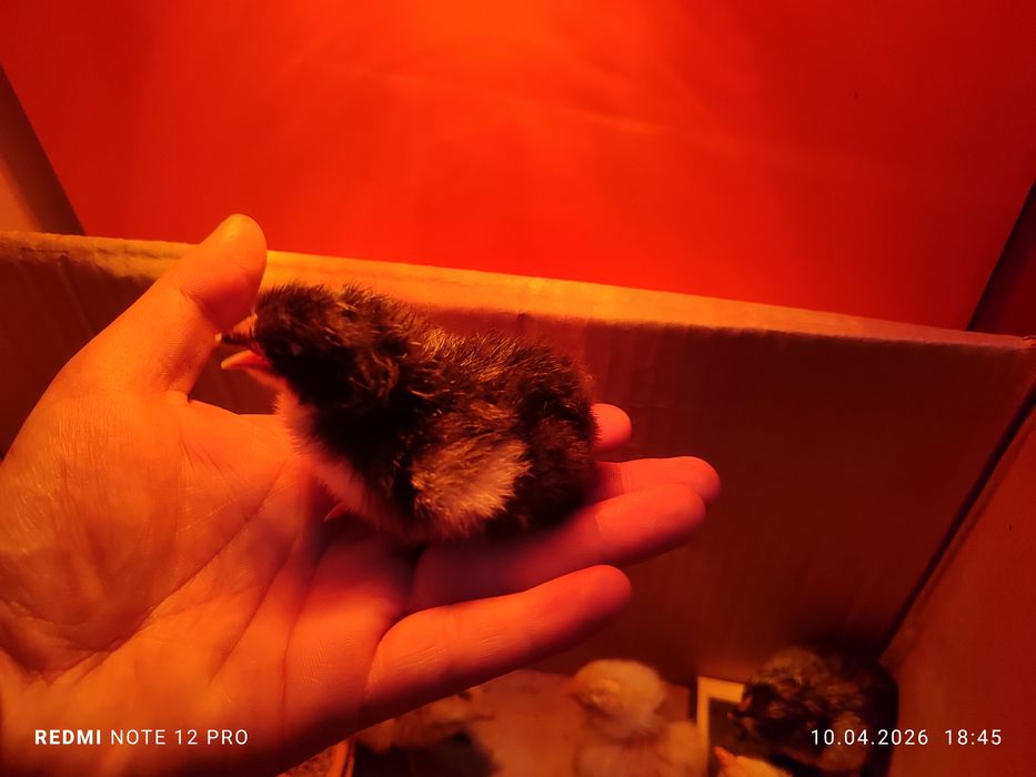 Жужа 1 кунлик узимники хонаки кора товукларни жужалврихам бор