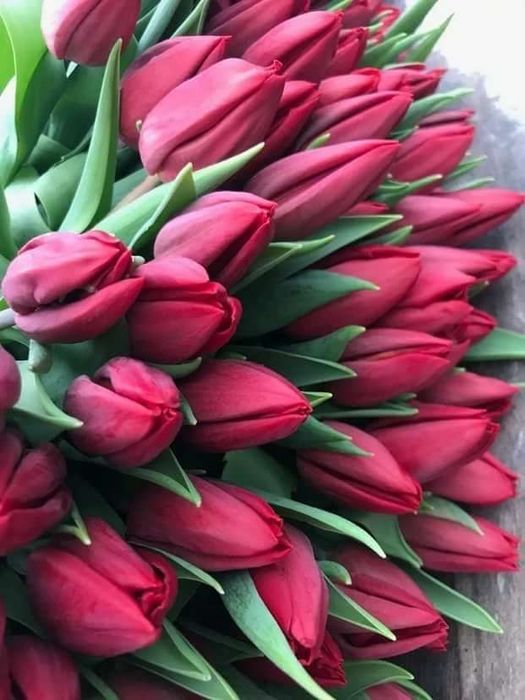 Тюльпаны крупные