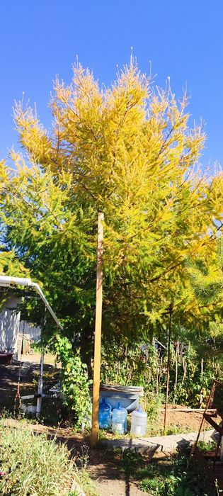 Сосны , лиственница крупномеры в Астане