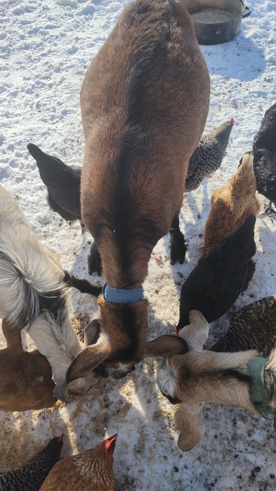 Capra gestantă de vanzare