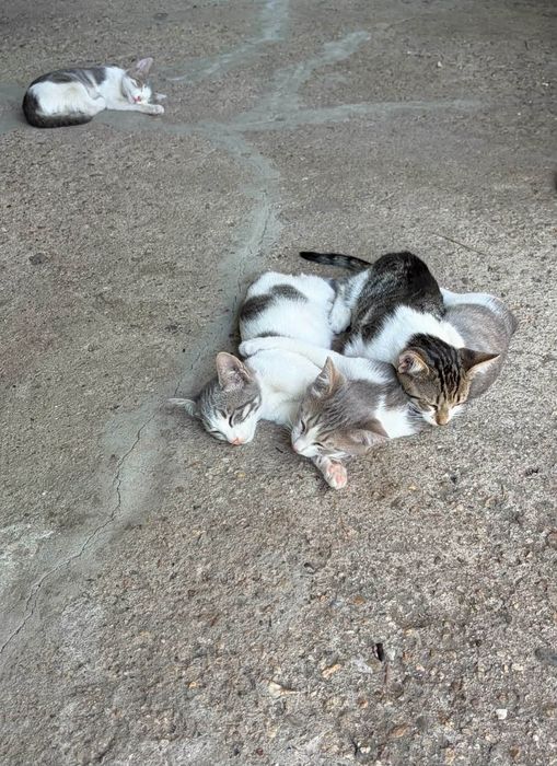 Три котенца търсят дом