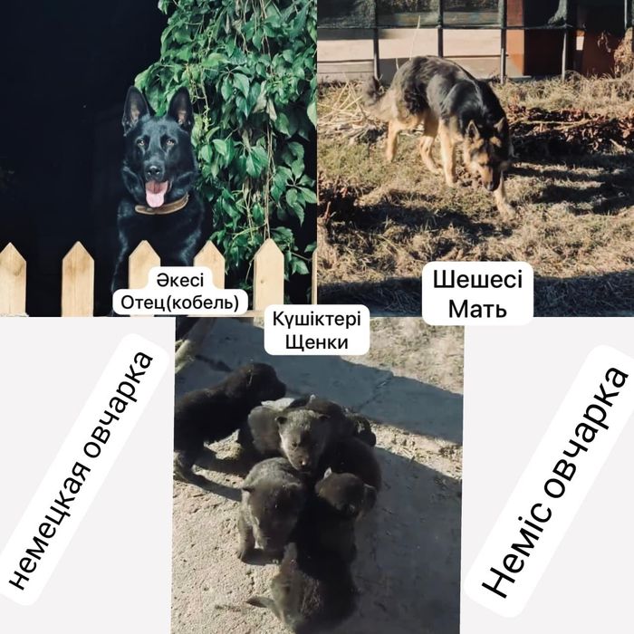 Немецкая овчарка щенки