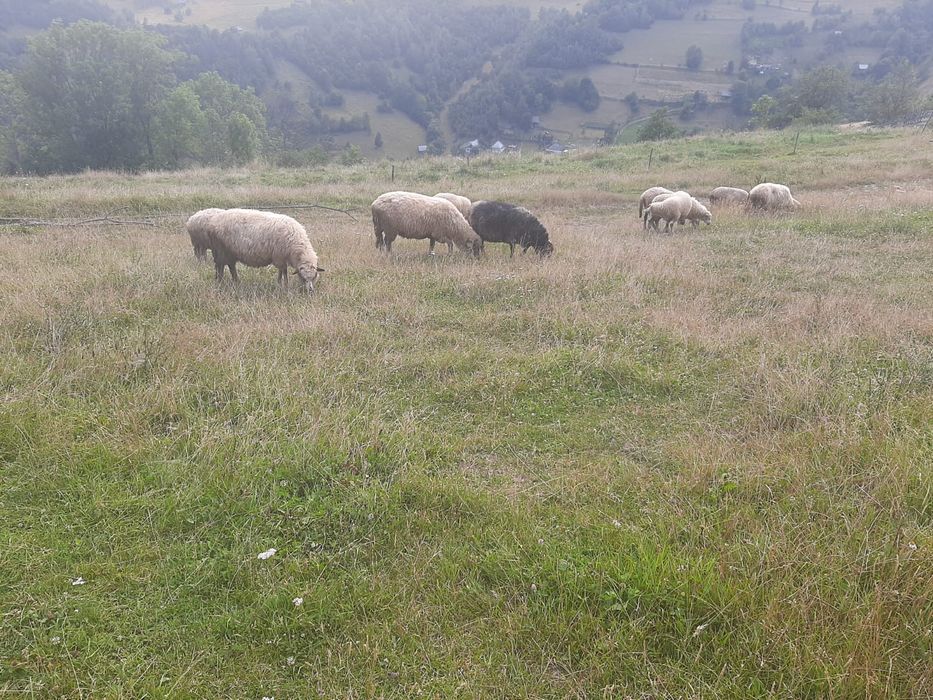 Vand oi  6 bucati