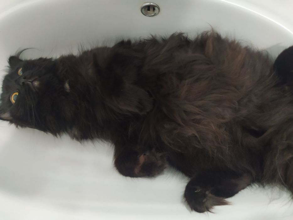 Пародистая кошка