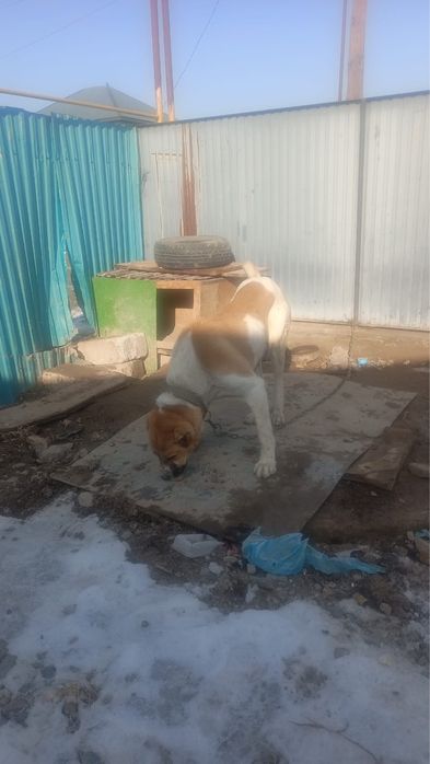 Алабай продается чисто кровный (шимкентский сын гафура)