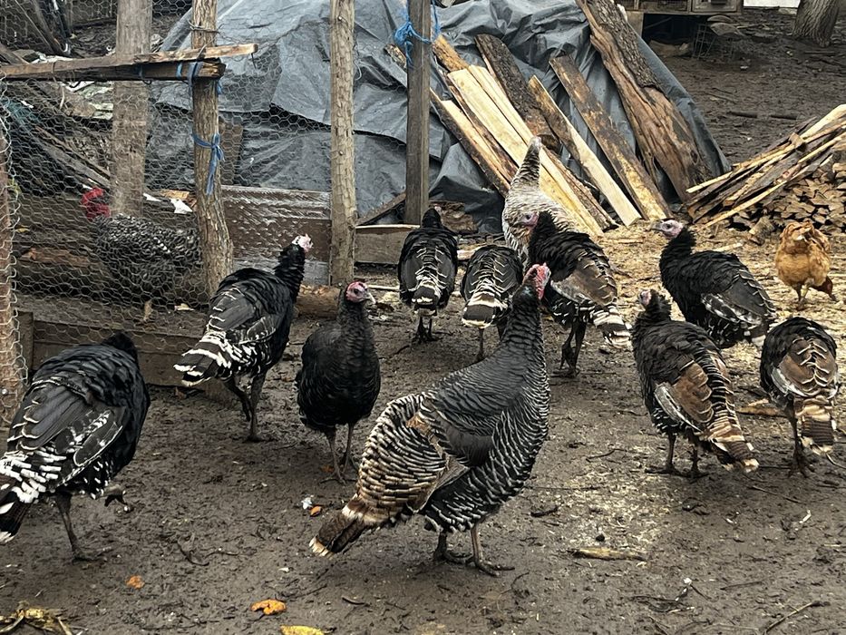 Se vinde curci/curcani