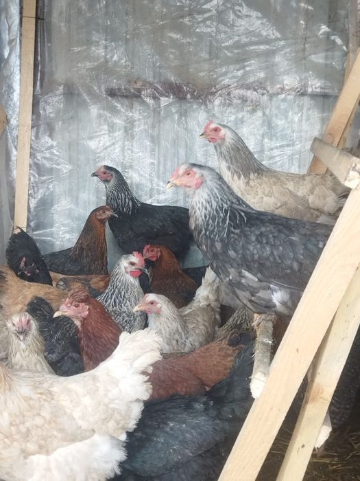 Продам куры домашние