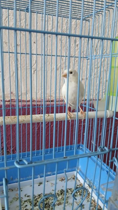 Канарейка  жагдайы