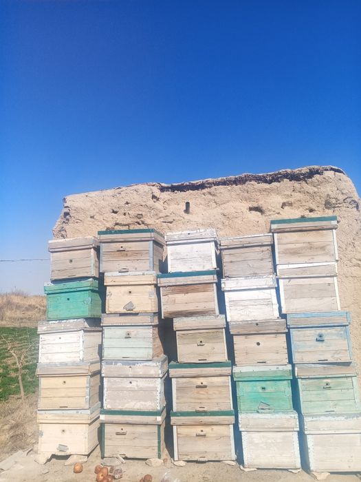 Asal ari yashik sotiladi