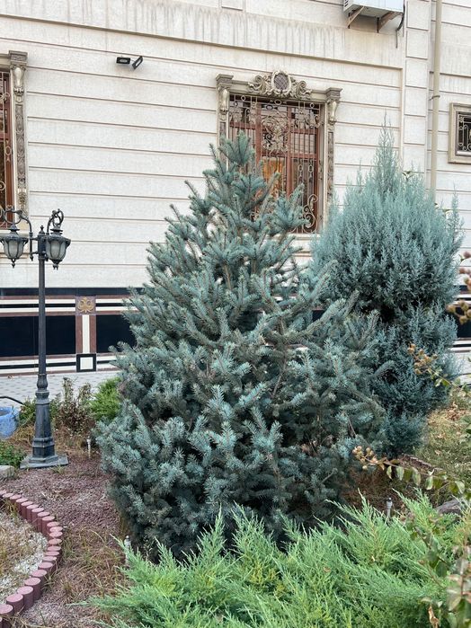 Голубая Ель 15 лет Итальянский