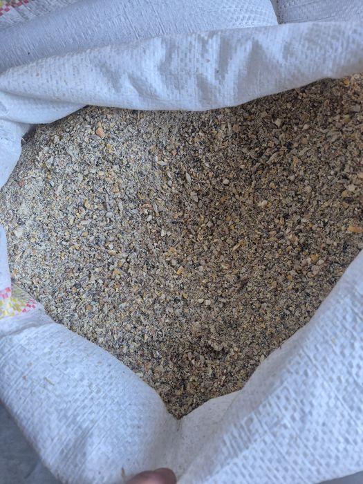 MAZĂRE SAMANTA C1,UROAIE,GRAU panaficabil și furajer