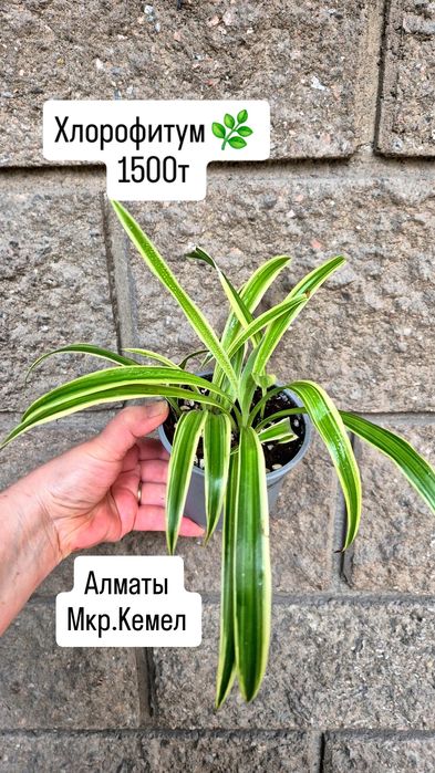 Комнатные растения