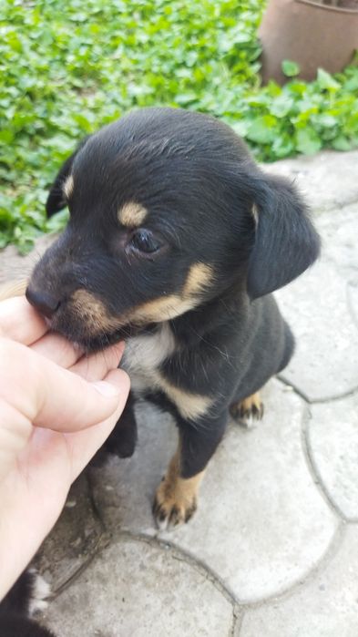 Отдам щенков , 3 девочки