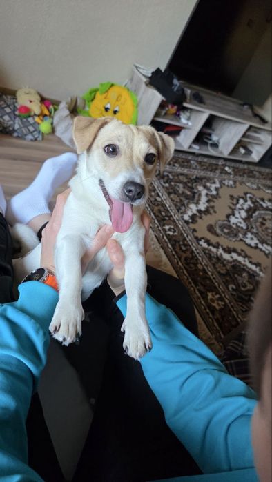 Отдам собаку в зорошие руки