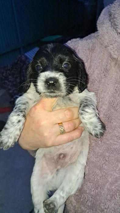 Отдам в добрые руки щенят