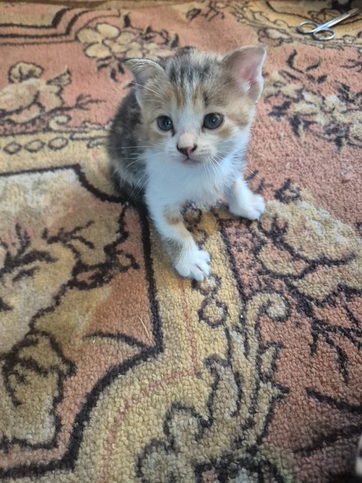 Девочка кошечка, 1месяц