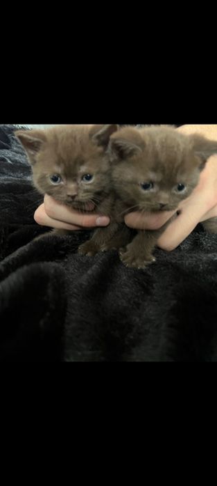 Британские котята