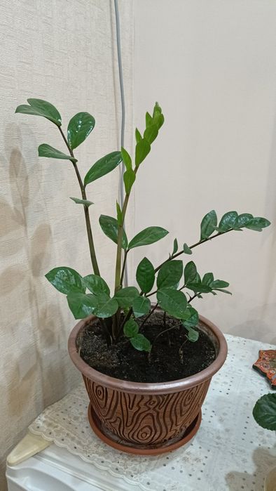 Зомиакулькас долларовое дерево