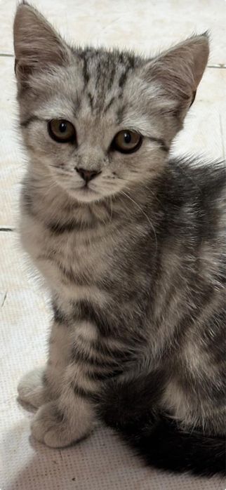 Котенка продам