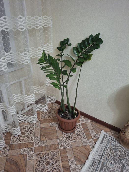 Долларовое дерево