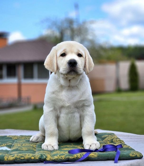 Детки Лабрадора Ретривера!