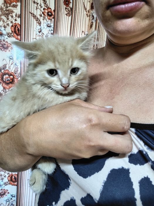 Отдам котят в добрые руки