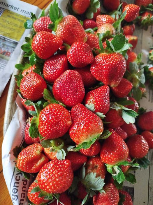 разсад За ягоди само сега при нас на промо цена 0.25 EUR