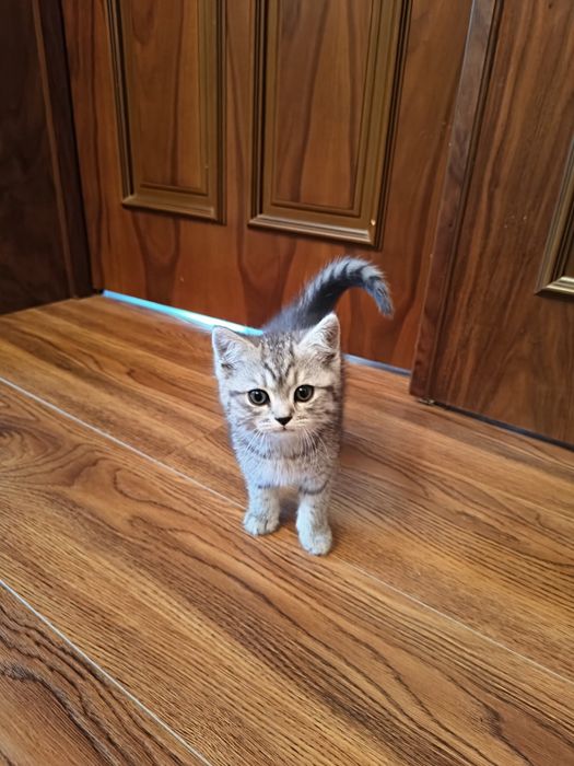 Котята Британские шиншиллы