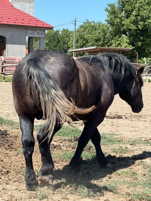 2 Armăsari de vânzare