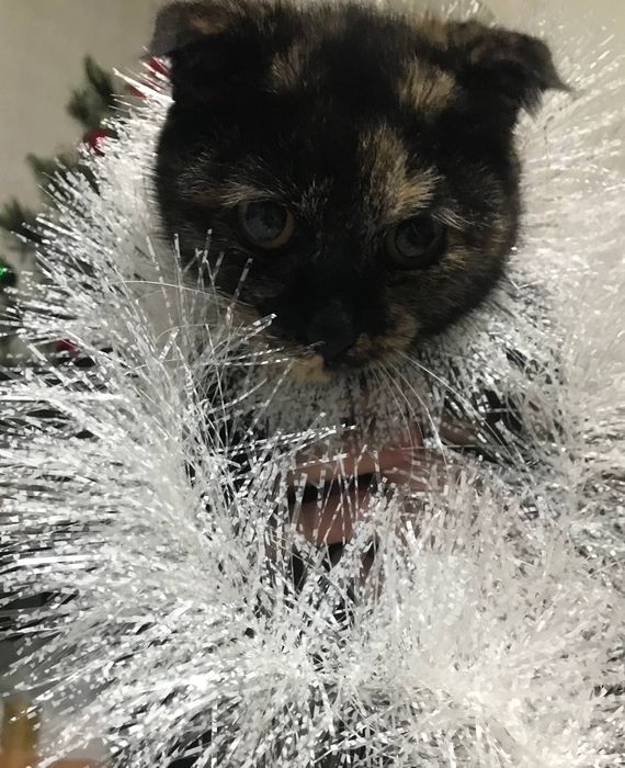 Кошка продаётся Фолд