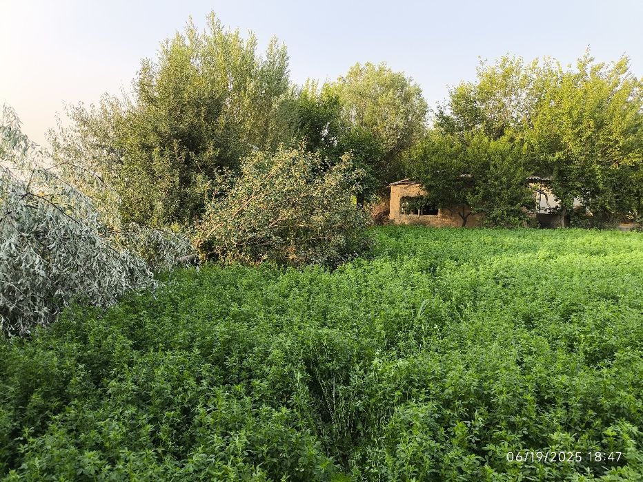 20 sotix yer bandixon , birdamlik mahallasida