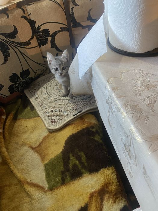 Отдам котят в добрые руки