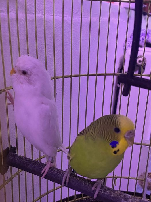 Vând papagali rasa Peruși