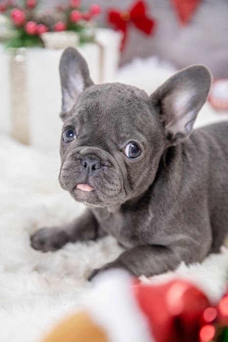 bulldog francez blue fetita