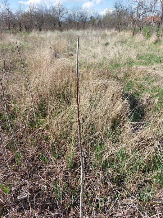 Pom de nuc, vârsta aproximativ 2-3 ani