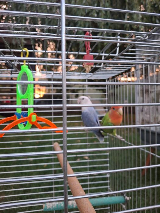 Agapornis.+ Voliera