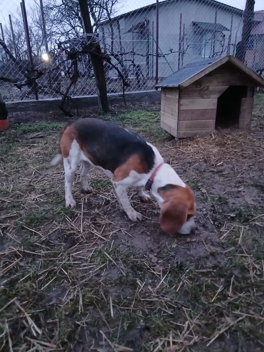 Donez catelusa beagel cu contract de adoptie